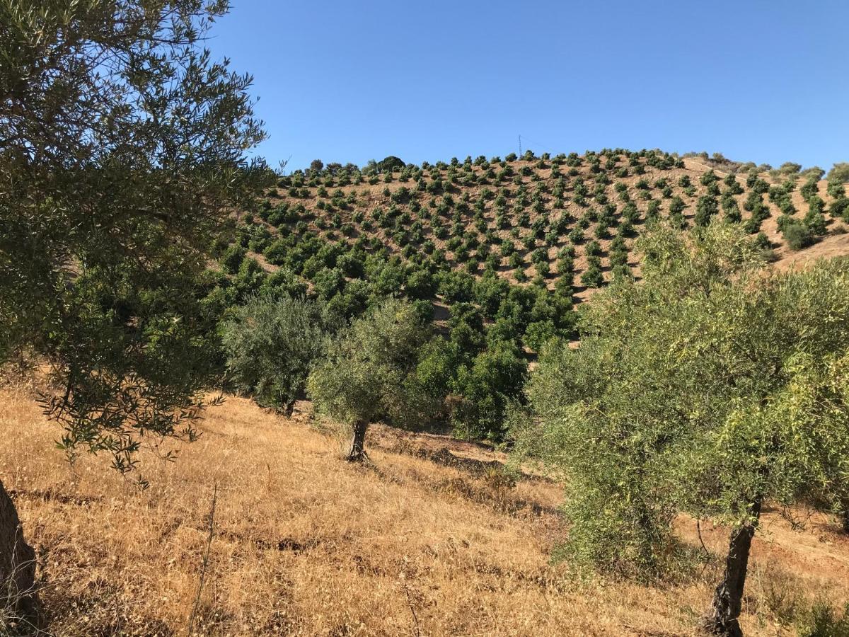 Studio Views Apartment, Cortijo Fruitful Hills Malaga Zewnętrze zdjęcie