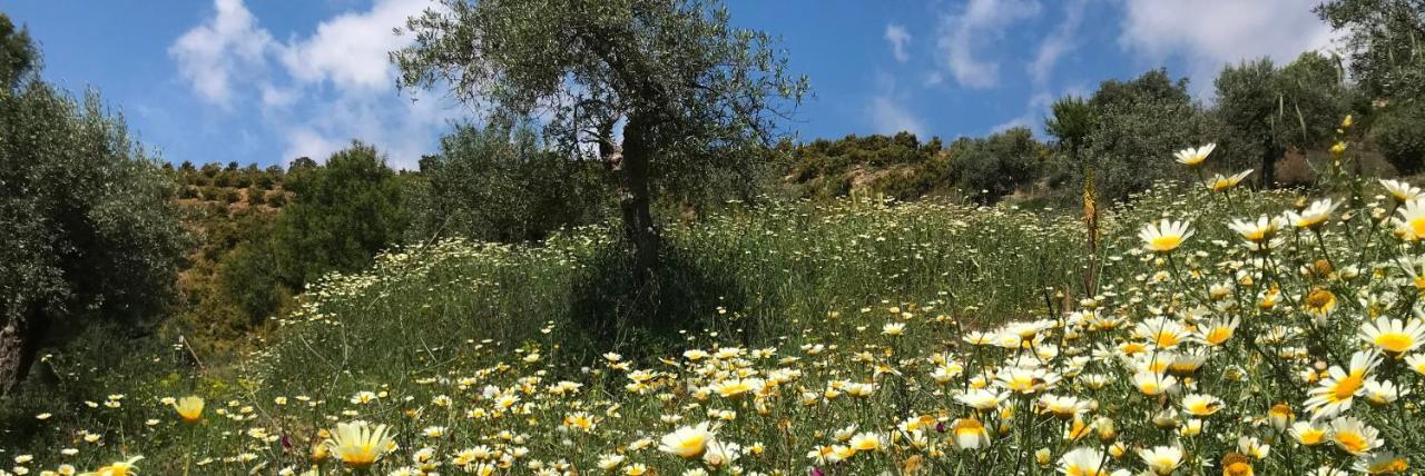 Studio Views Apartment, Cortijo Fruitful Hills Malaga Zewnętrze zdjęcie